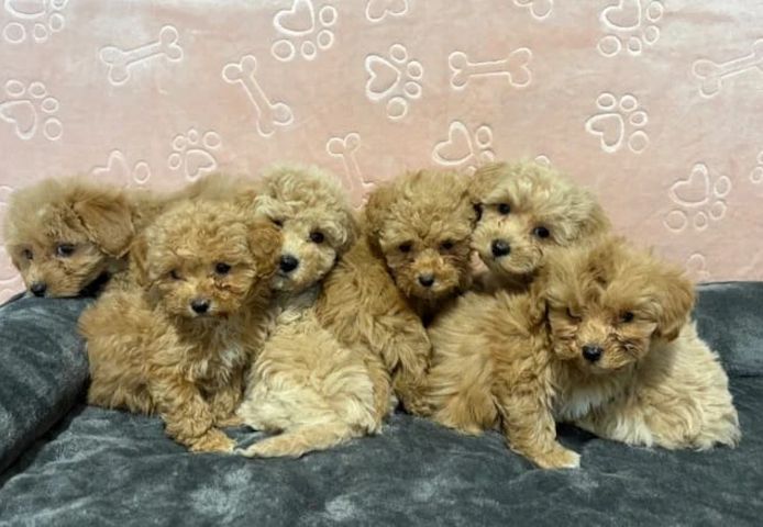 Maltipoo-Welpen