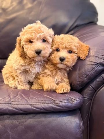 Wunderschöne Maltipoo-Welpen
