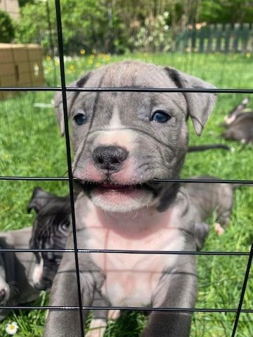 Wunderschöne und gesunde American Pitbull Welpen abzugeben