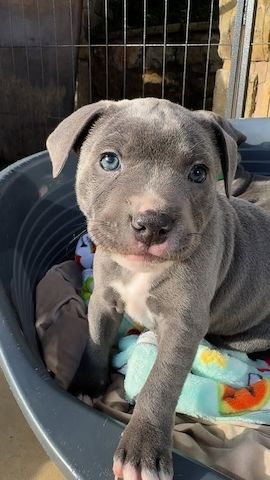 Amerikanische Pitbull-Welpen abzugeben