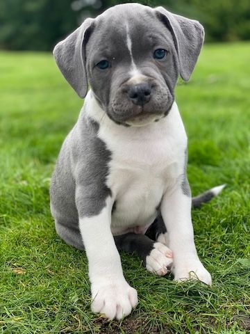 Amerikanische Pitbull-Welpen abzugeben