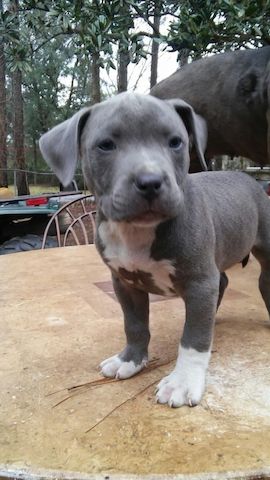 Bezaubernde American Pitbull Terrier Welpen