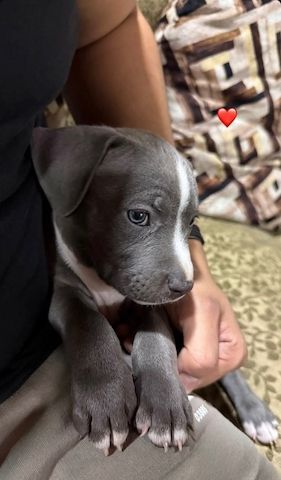 Bezaubernde American Pitbull Terrier Welpen