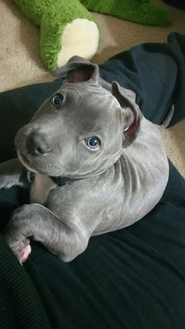 Bezaubernde American Pitbull Terrier Welpen