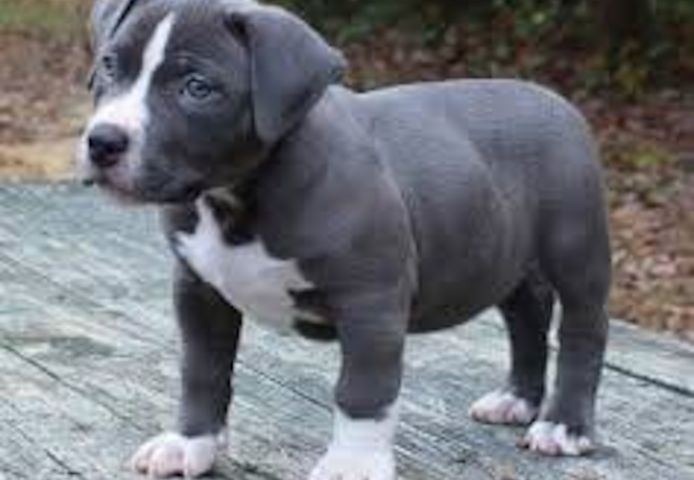 Amerikanische Pitbull-Terrier-Welpen