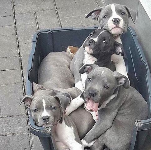 Superniedliche American Pitbull Welpen