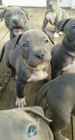 American-Staffordshire-Terrier-Welpen