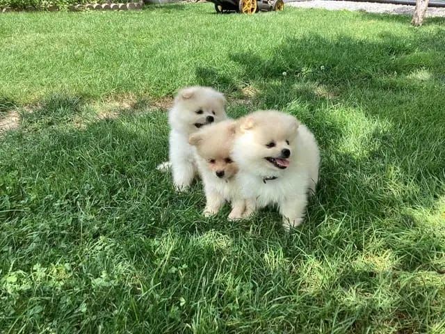 Wunderschöne Zwergspitz-pomeranian Welpen