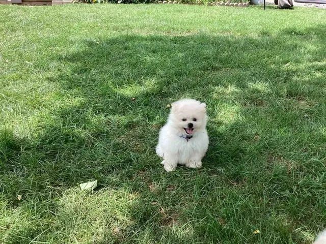 Superniedliche Zwergspitz-pomeranian welpen
