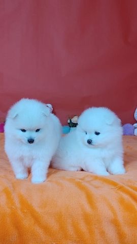 Wunderschöne Zwergspitz-pomeranian welpen