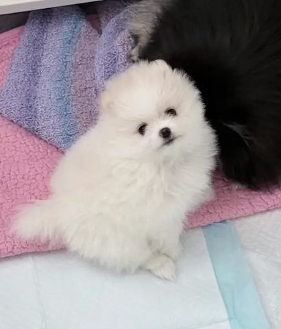 Pomeranian-Welpen