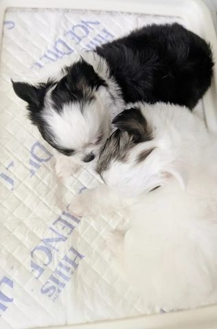 Chihuahua-Welpen