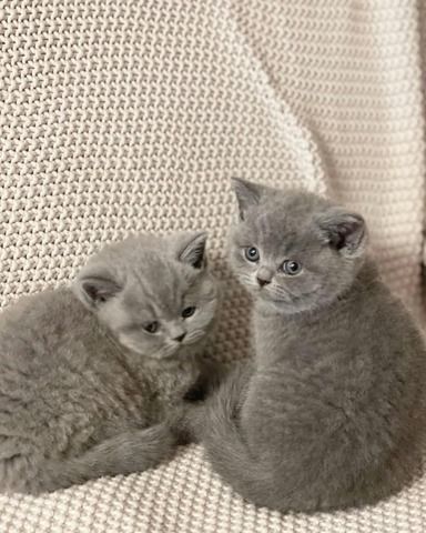 Britische Kurzhaar-Kätzchen zur Adoption