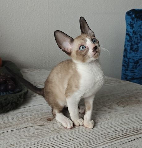 Cornish Rex Kitten suchen ein liebevolles Zuhause