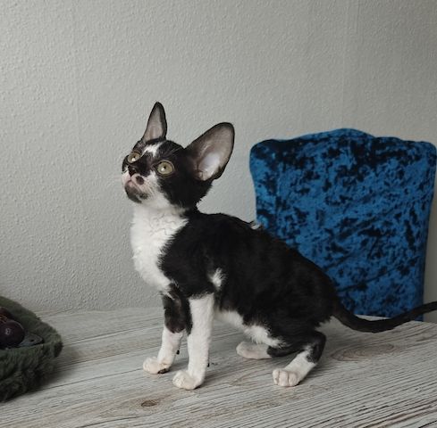 Cornish Rex Kitten suchen ein liebevolles Zuhause