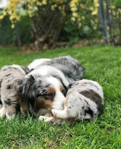 Australian-Shepherd-Welpen abzugeben.