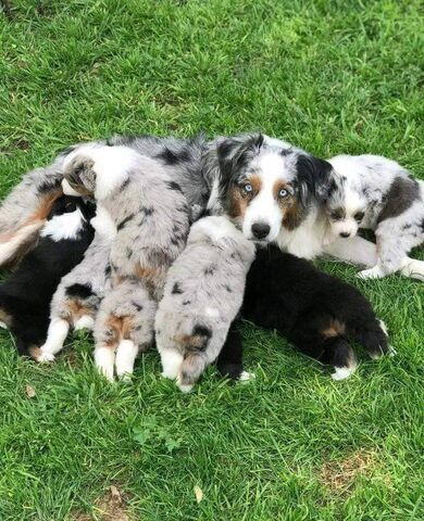Australian-Shepherd-Welpen abzugeben.