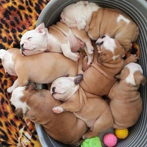 Englische Bulldogge zu verkaufen!!