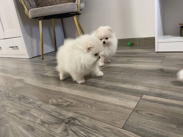 Zwergspitz-Welpen (Pomeranian) abzugeben.