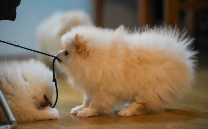 Pomeranian-Welpen zu adoptieren