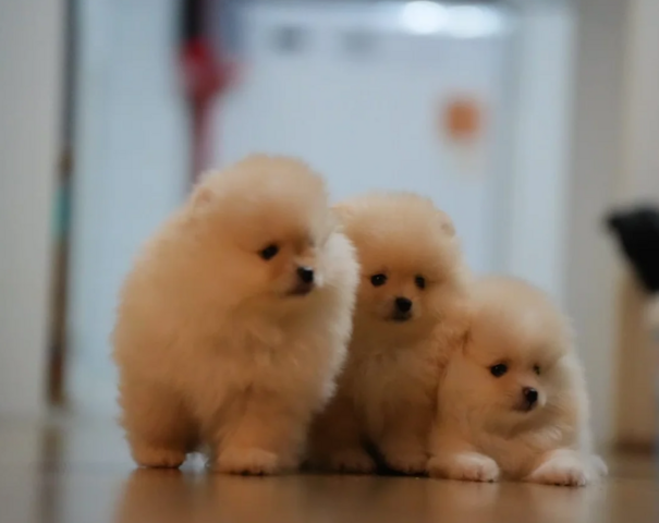 Pomeranian-Welpen zu adoptieren