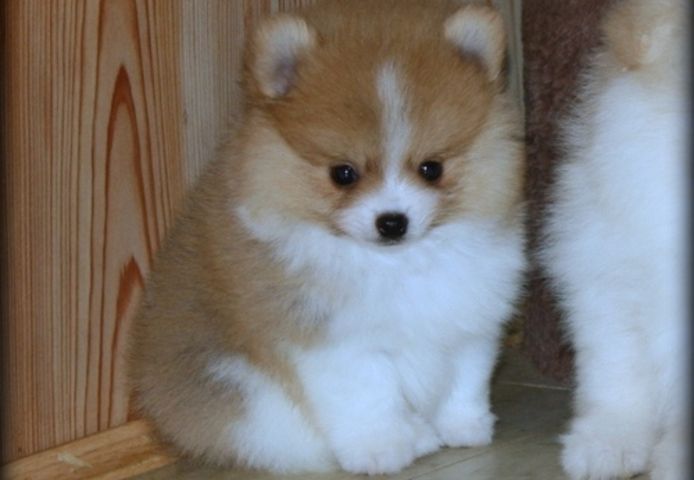Pomeranian-Welpen zu adoptieren