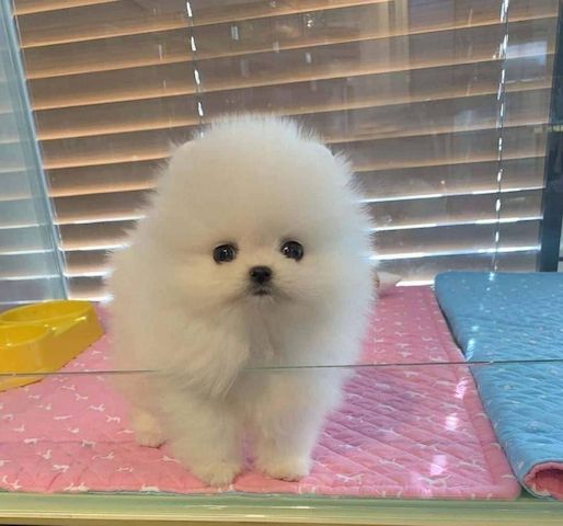 Pomeranian-Welpen zu adoptieren