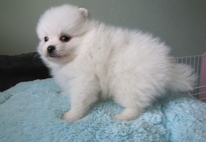 Pomeranian-Welpen zu adoptieren