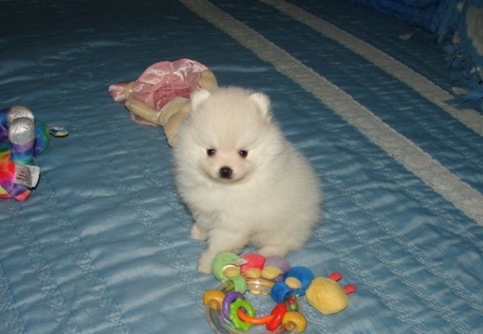 Pomeranian-Welpen zu adoptieren