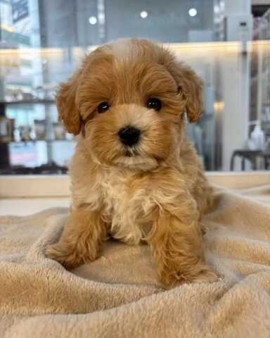 Süßer Maltipoo-Welpe sucht liebevolles Zuhause