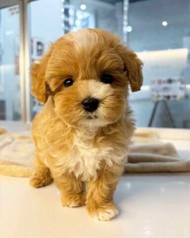 Süßer Maltipoo-Welpe sucht liebevolles Zuhause