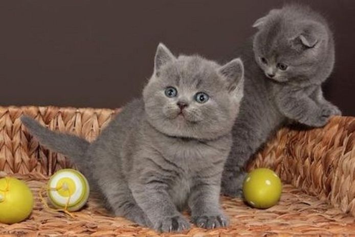 Gesund Britisch Kurzhaar Katzchen