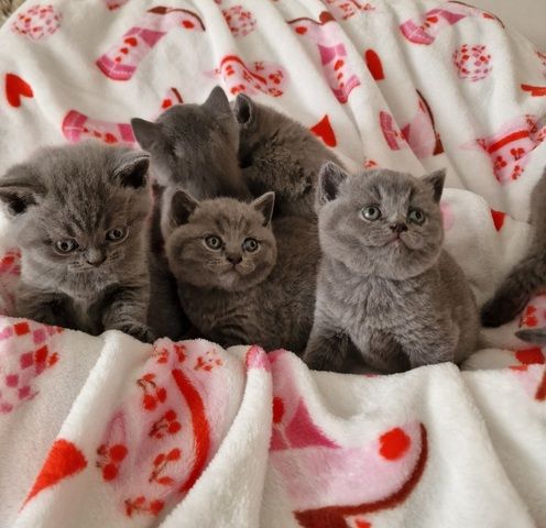 Britische Kurzhaar-Kätzchen zur Adoption