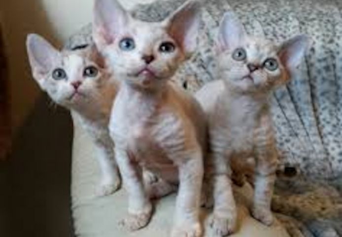 Devonshire-Katzen