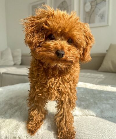 Archie sucht ein neues Zuhause