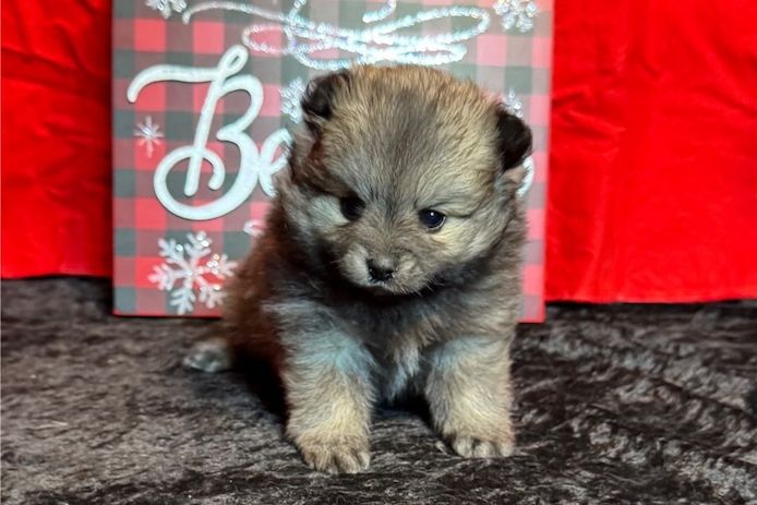 Pomeranian Zwergspitz Boo Welpen