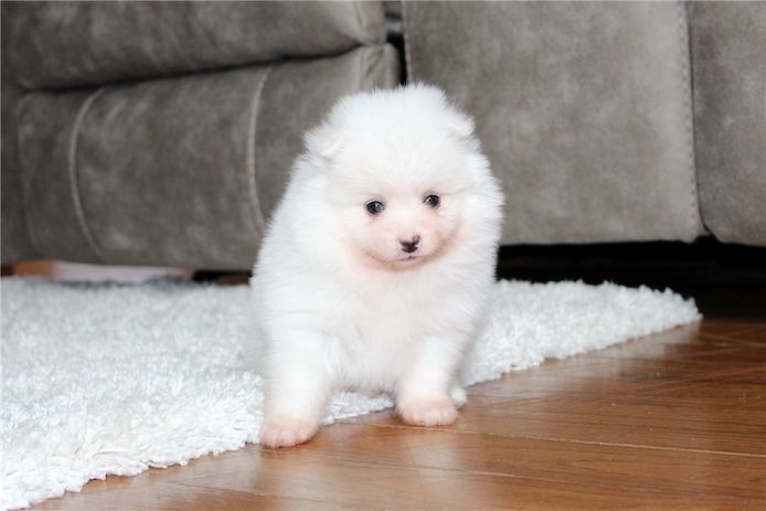 Pomeranian Zwergspitz Boo Welpen