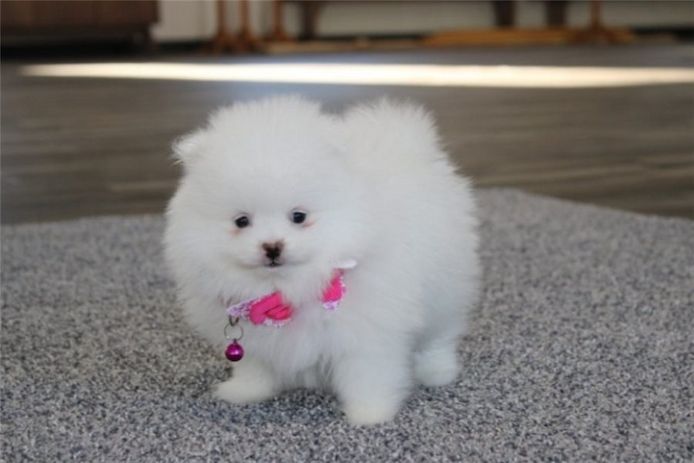 Pomeranian Zwergspitz Boo Welpen