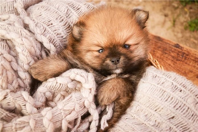 Pomeranian Zwergspitz Boo Welpen
