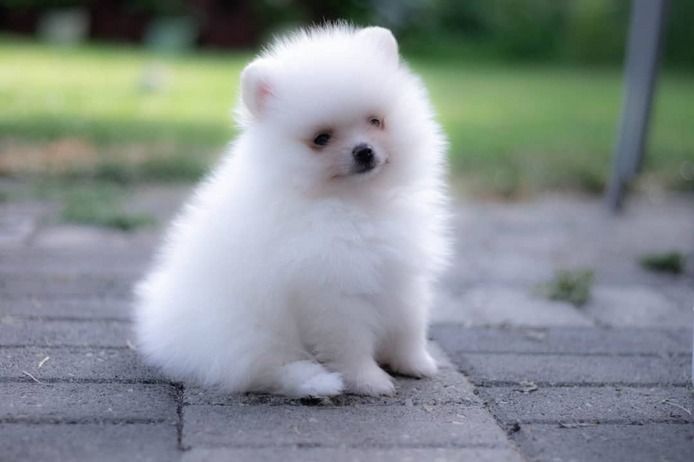 Pomeranian Zwergspitz Boo Welpen