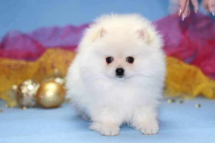Pomeranian Zwergspitz Boo Welpen