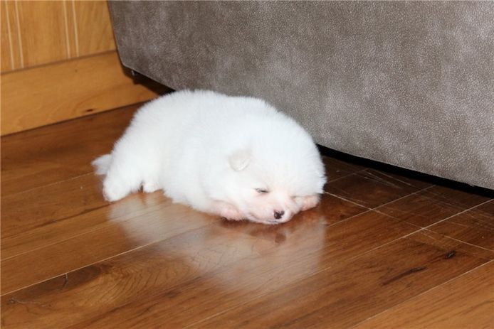 Pomeranian ZwergSpitz Teddy Welpen