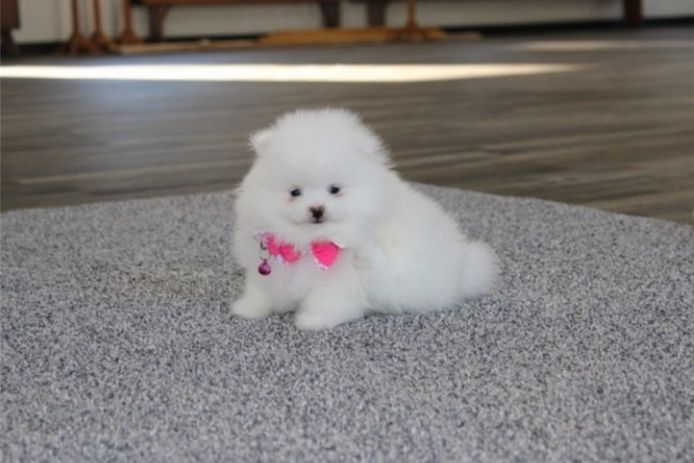 Pomeranian ZwergSpitz Teddy Welpen