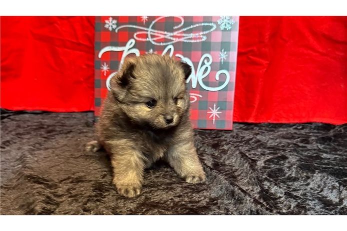 Pomeranian ZwergSpitz Teddy Welpen