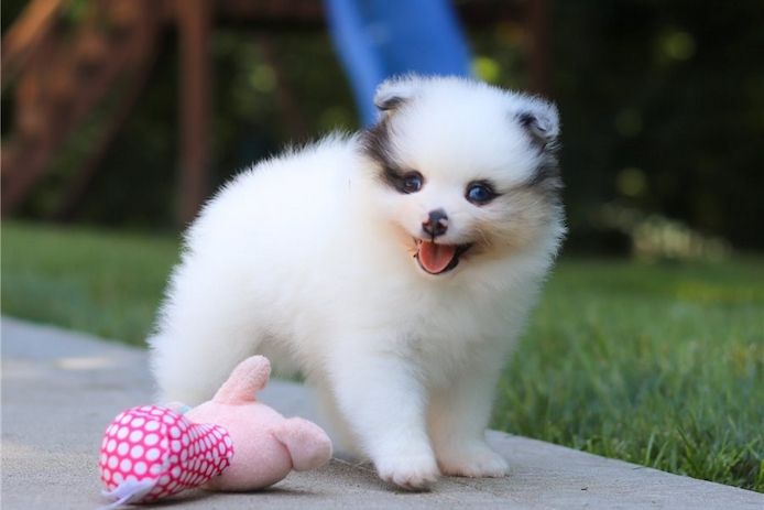 Zwergspitz Pomeranian Welpen Stammbaum