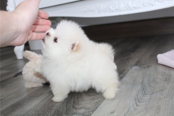 Zwergspitz Pomeranian Welpen Stammbaum