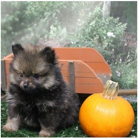 Zwergspitz Pomeranian Welpen Stammbaum