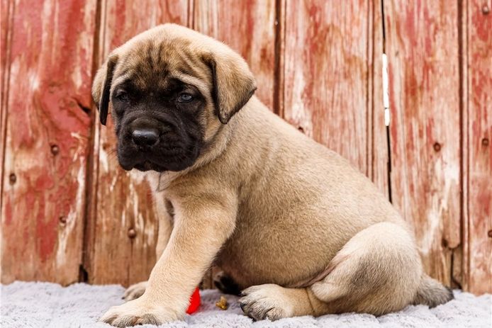 Bullmastiff Welpen suchen ihre Familie