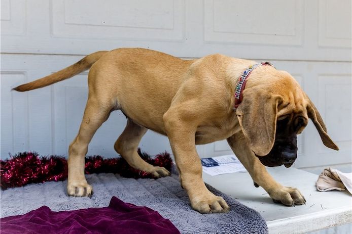 Bullmastiff Welpen suchen ihre Familie