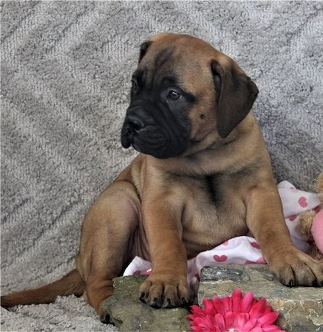 Bullmastiff Welpen suchen ihre Familie